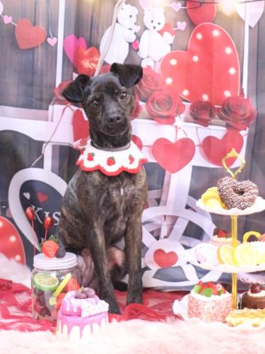 20250211ロイくん